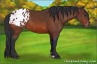 Horse Color:Brown Varnish Rabicano 