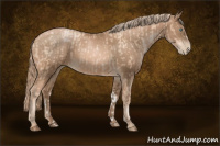 Horse Color:Gold Champagne Pearl Frame Rabicano and Liver Chestnut Pearl Frame Rabicano