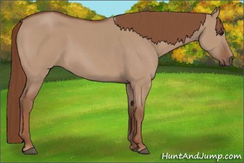 Horse Color:Red Dun Rabicano 