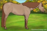 Horse Color:Red Dun Rabicano