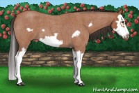 Horse Color:Bay Roan Splash Frame 