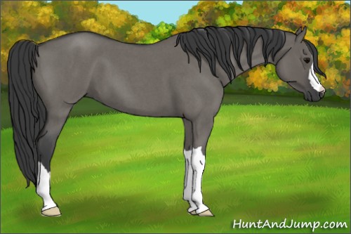 Horse Color:Grullo Roan 