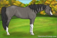 Horse Color:Grullo Roan 