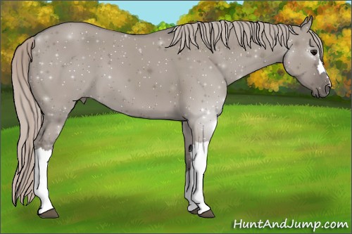 Horse Color:Silver Grullo 