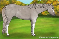 Horse Color:Silver Grullo