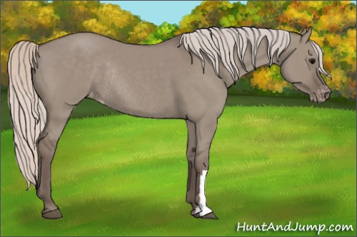 Horse Color:Silver Grullo Appaloosa Rabicano 