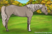 Horse Color:Silver Grullo Appaloosa Rabicano