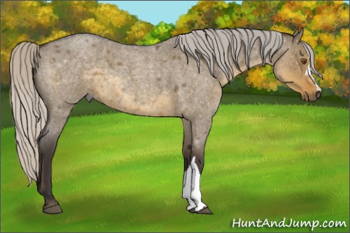 Horse Color:Silver Smoky Grullo Roan 