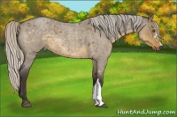 Horse Color:Silver Smoky Grullo Roan 