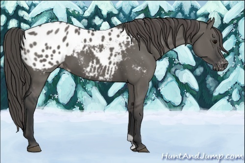 Horse Color:Grullo Appaloosa 
