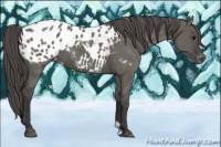 Horse Color:Grullo Appaloosa 