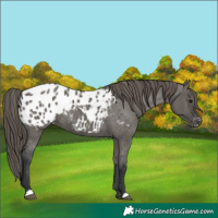 Horse Color:Grullo Appaloosa