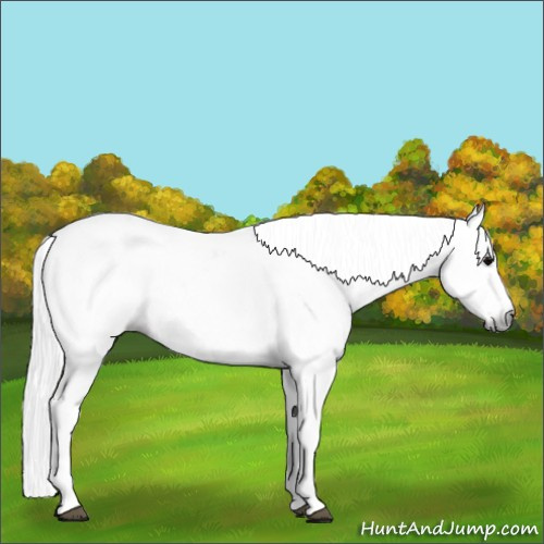 Horse Color:Gray Black Frame 