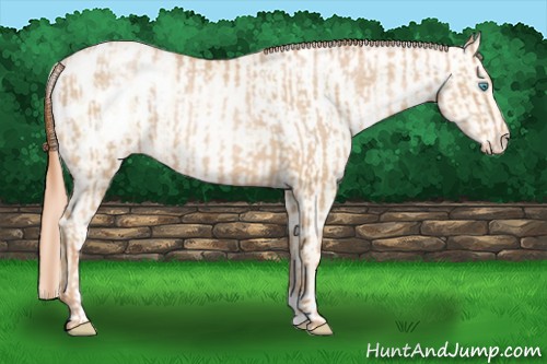Horse Color:Buckskin Roan Pearl Blanket and Amber Cream Champagne Roan Pearl Blanket