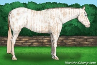Horse Color:Buckskin Roan Pearl Blanket  and Amber Cream Champagne Roan Pearl Blanket 