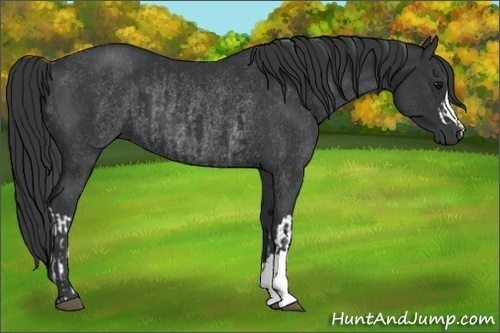 Horse Color:Black  and Black Rabicano 
