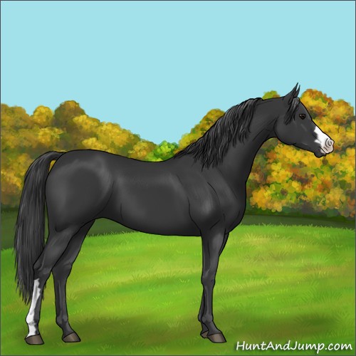 Horse Color:Black 