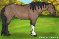 Horse Color:Bay Dun