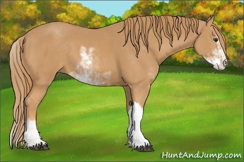Horse Color:Chestnut Sabino 