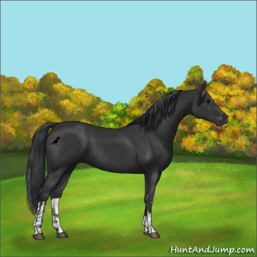 Horse Color:Black and Black