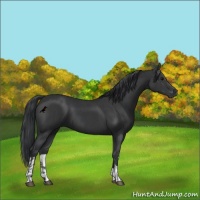 Horse Color:Black  and Black 