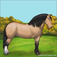 Horse Color:Bay Dun