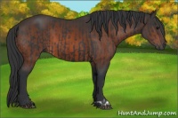 Horse Color:Black  and Brown 