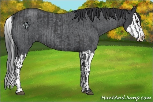 Horse Color:Blue Roan  and Blue Roan Splash 
