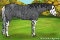 Horse Color:Blue Roan  and Blue Roan Splash 