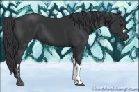 Horse Color:Black and Black
