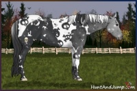 Horse Color:White Spotted Black Tobiano 