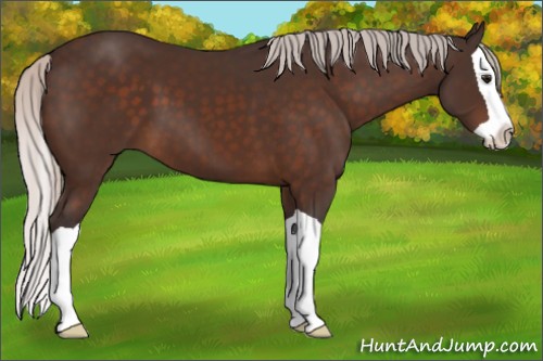 Horse Color:Silver Brown Splash