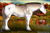 Horse Color:Brown Onyx Splash Appaloosa