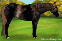 Horse Color:Void Nacre White Spotted Gold Champagne Blanket Rabicano