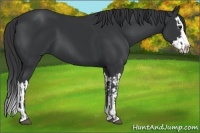 Horse Color:Black and Black Splash