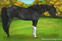 Horse Color:Black  and Gray Black 