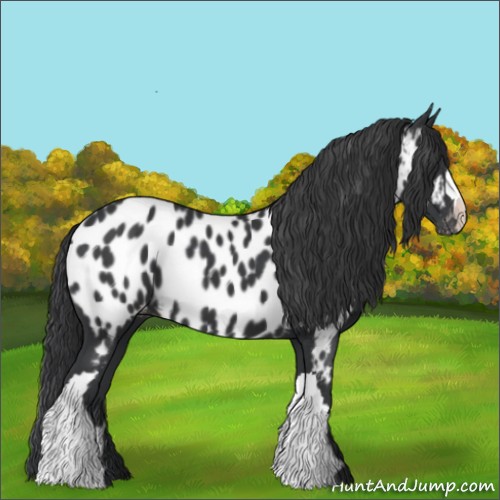 Horse Color:Black Near Leopard