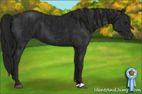 Horse Color:Black and Gray Black