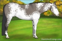 Horse Color:White Spotted Grullo Sabino 