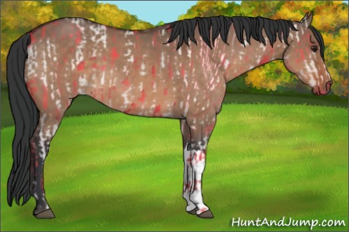 Horse Color:Brown Dun and Brown Dun