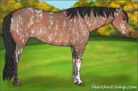 Horse Color:Brown Dun  and Brown Dun 