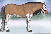 Horse Color:Brown Dun  and Brown Dun Splash 