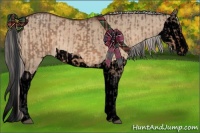 Horse Color:Bay Dun  and Void Silver Bay Dun Splash 