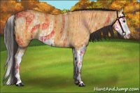 Horse Color:Buckskin Dun  and Buckskin Dun Splash 