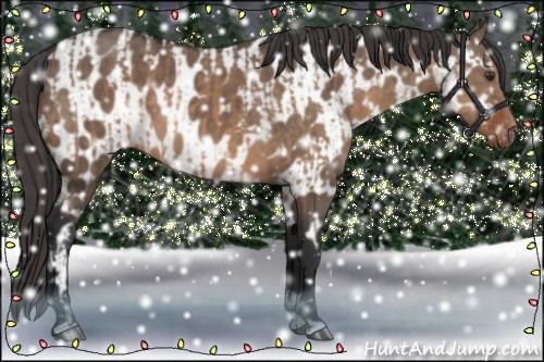 Horse Color:Brown Dun  and Brown Dun Near Leopard 