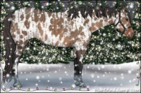 Horse Color:Brown Dun  and Brown Dun Near Leopard 