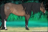 Horse Color:Brown Dun  and Brown Dun 