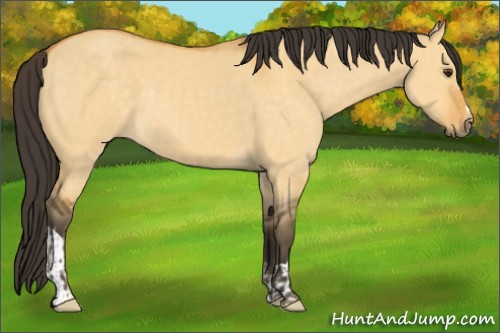 Horse Color:Buckskin Dun and Buckskin Dun