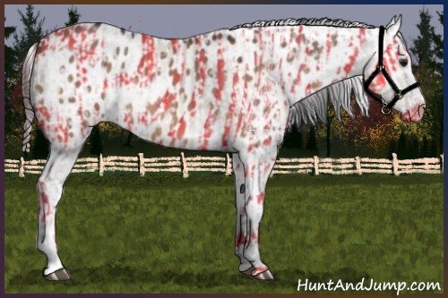 Horse Color:Bay Dun  and Bay Dun Appaloosa 