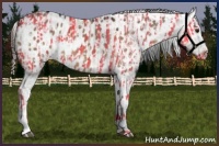 Horse Color:Bay Dun  and Bay Dun Appaloosa 